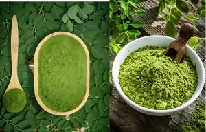 Moringa Powder Exporter