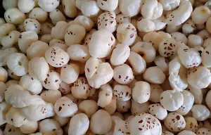 makhana